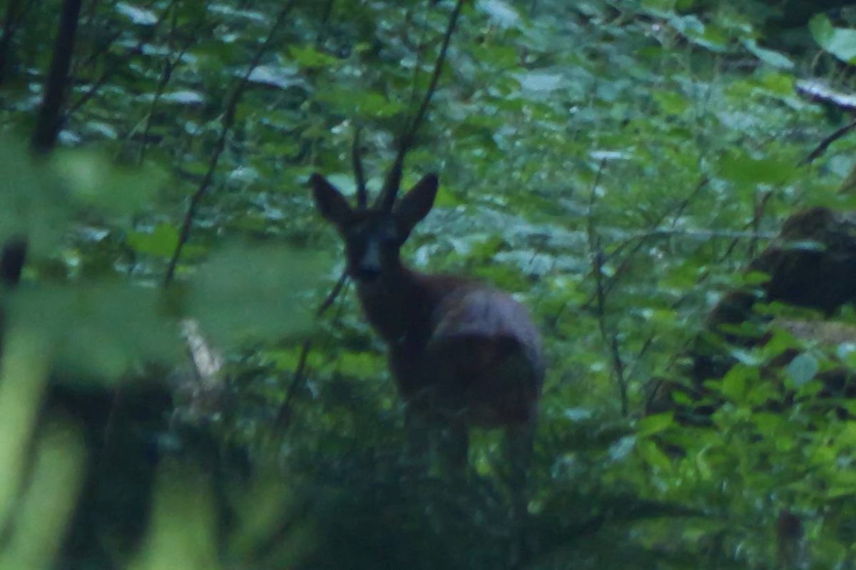 Derrière les murs ; le vivant